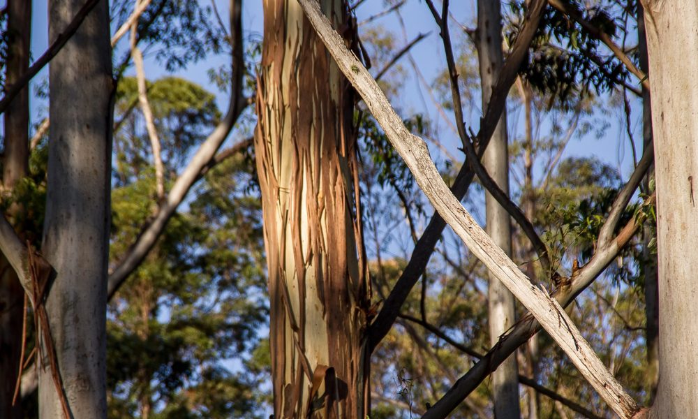 la-asociacion-forestal-de-galicia-alerta-sobre-la-perdida-de-rentabilidad-del-monte-1920