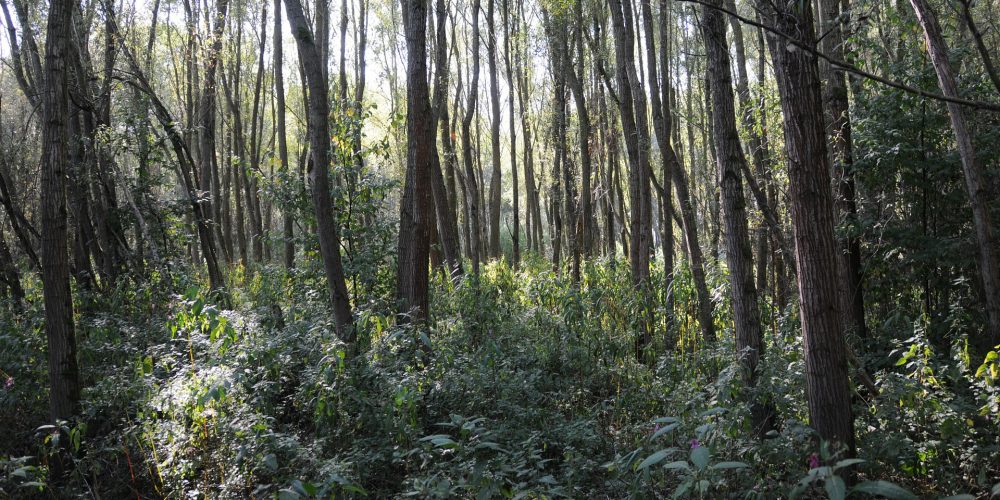 La ley permite recurrir a parados para la limpieza de montes