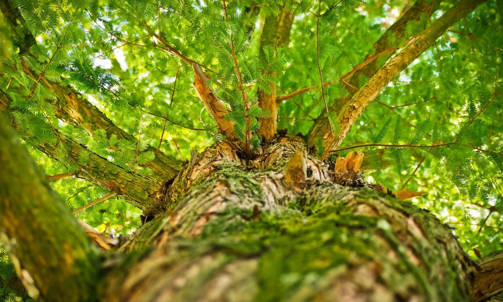 la-xunta-aprobara-un-plan-estrategico-para-el-sector-forestal-en-2018-1920