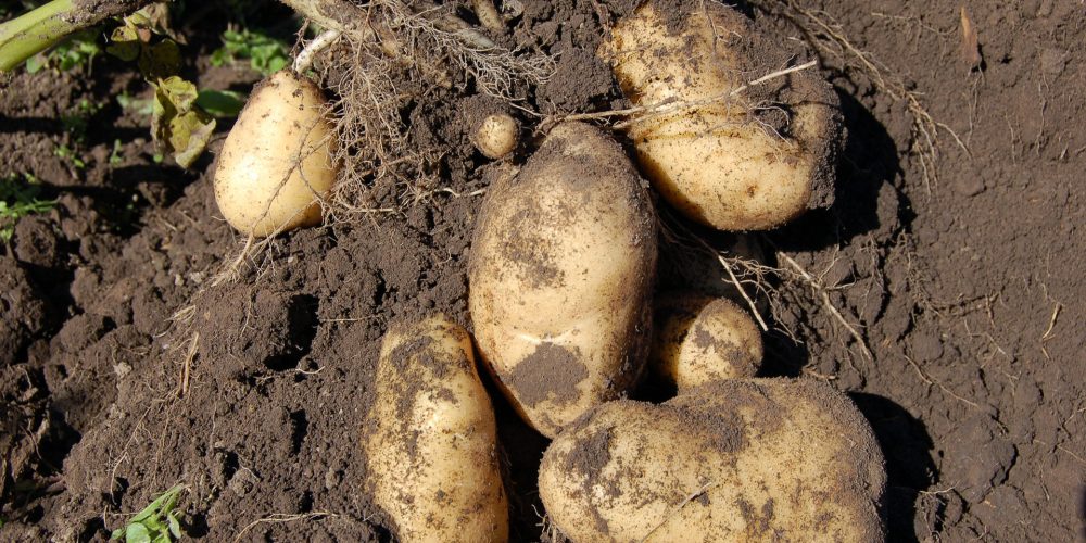 La Xunta inicia el pago de indemnizaciones por la patata