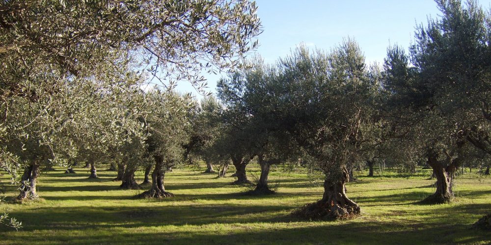 La Xylella fastidiosa echa raíces en la Península Ibérica