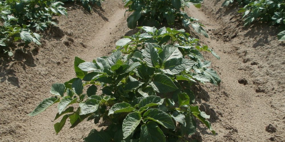 Lalín acoge este miércoles una charla sobre plagas en la patata