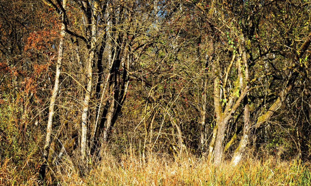 limpiar-las-fincas-y-terrenos-antes-del-31-de-mayo-1920