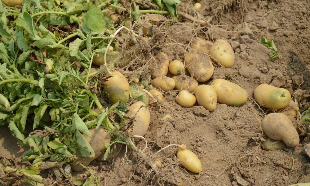 medio-rural-indemnizara-a-los-afectados-por-la-polilla-guatemalteca-y-otras-plagas-1920