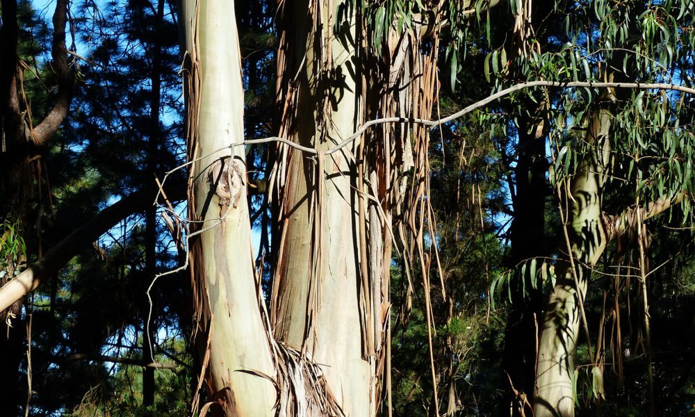 medio-rural-quiere-crear-225000-hectareas-de-pastizales-en-el-monte-1920