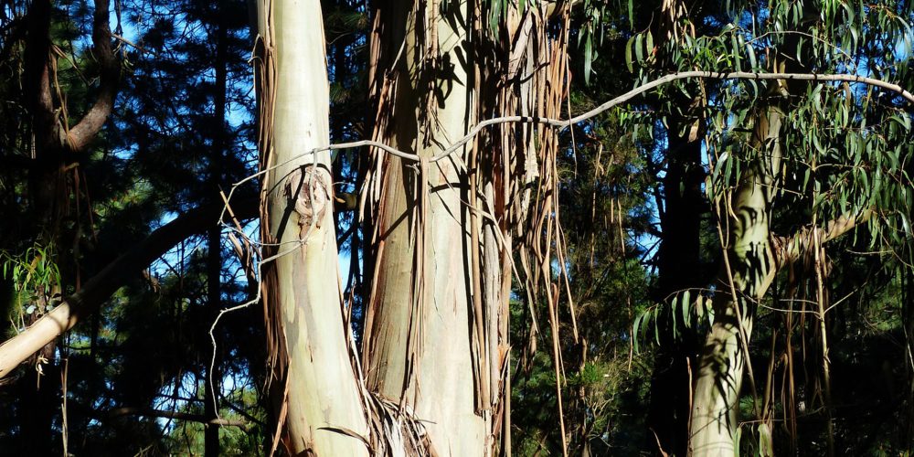 Medio Rural quiere crear 225.000 hectáreas de pastizales en el monte