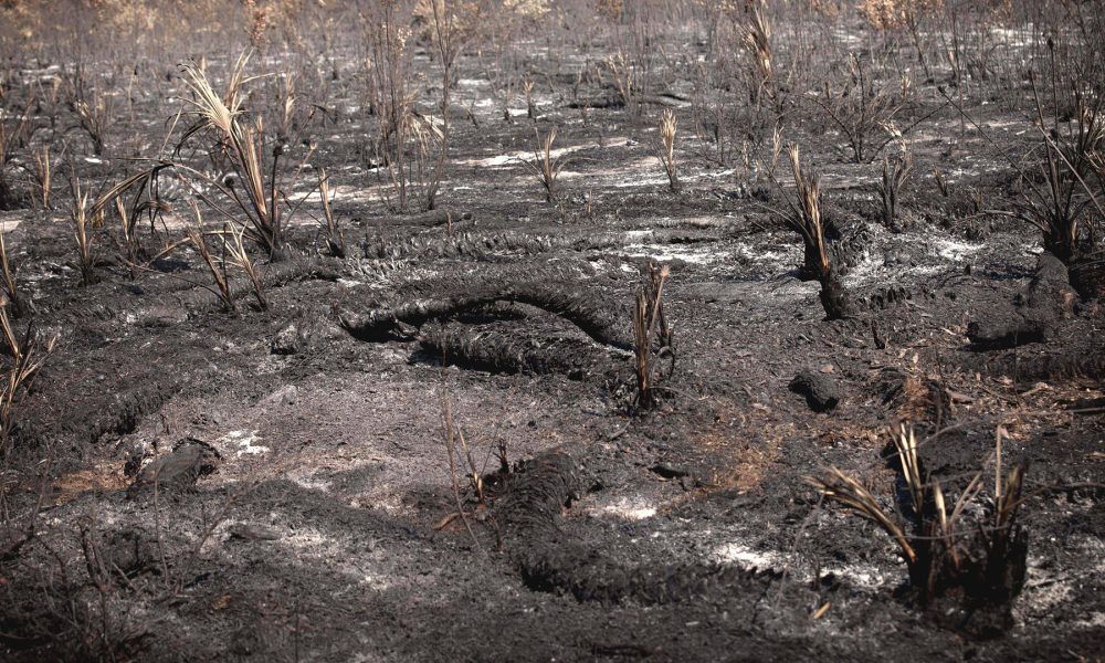 millones-para-ayudar-a-los-afectados-por-los-fuegos-1920