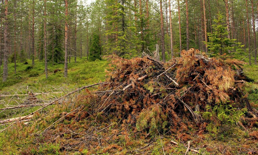 normativa-autonomica-sobre-la-limpieza-del-monte-para-prevenir-incendios-forestales-1920