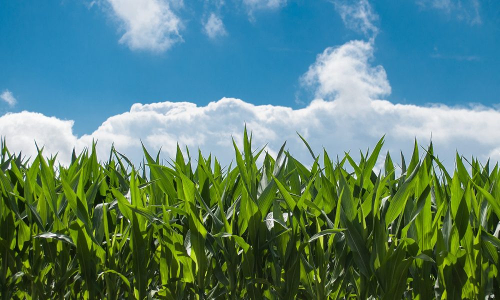 objetivo-multiplicar-las-especies-vegetales-autoctonas-1920