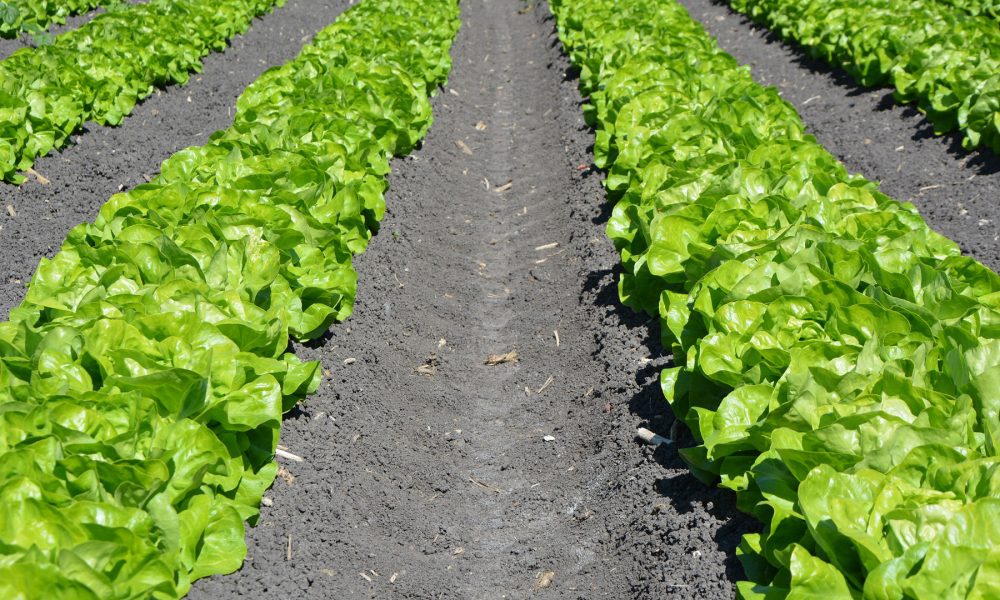 por-que-es-tan-importante-la-rotacion-de-cultivos-1920