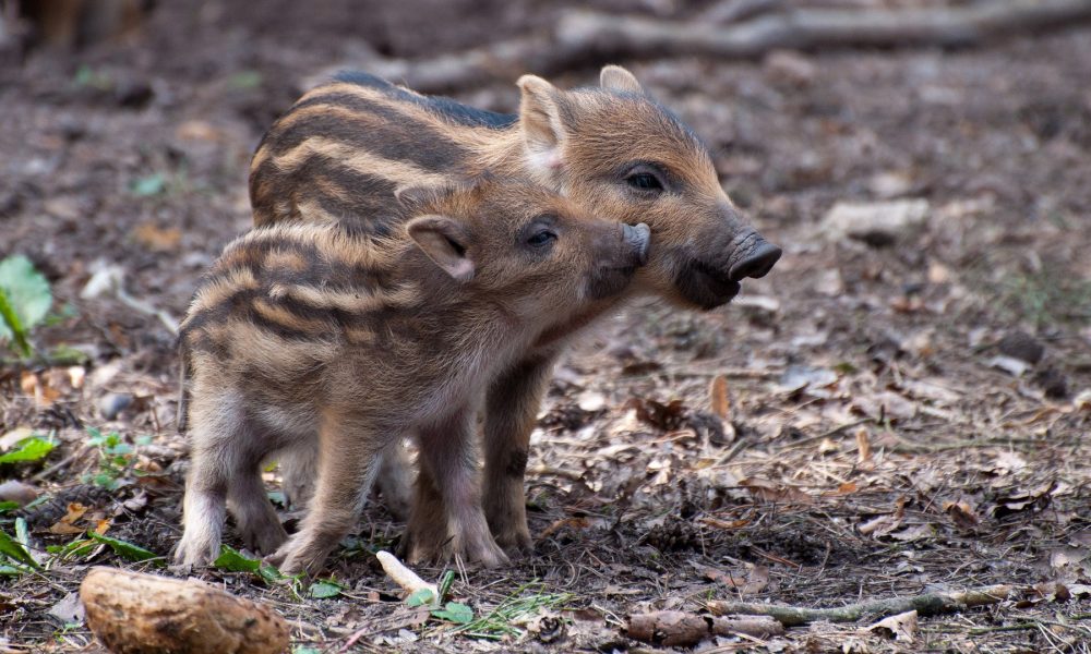procedimiento-para-denunciar-los-danos-ocasionados-por-jabalies-1920