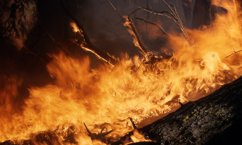 propietarios-no-cumplan-normativa-forestal-pagaran-costes-de-extincion-incendios-1920