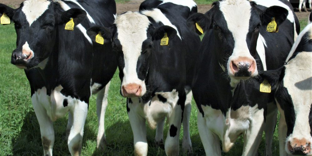 Propuestas para favorecer el relevo generacional en las explotaciones ganaderas