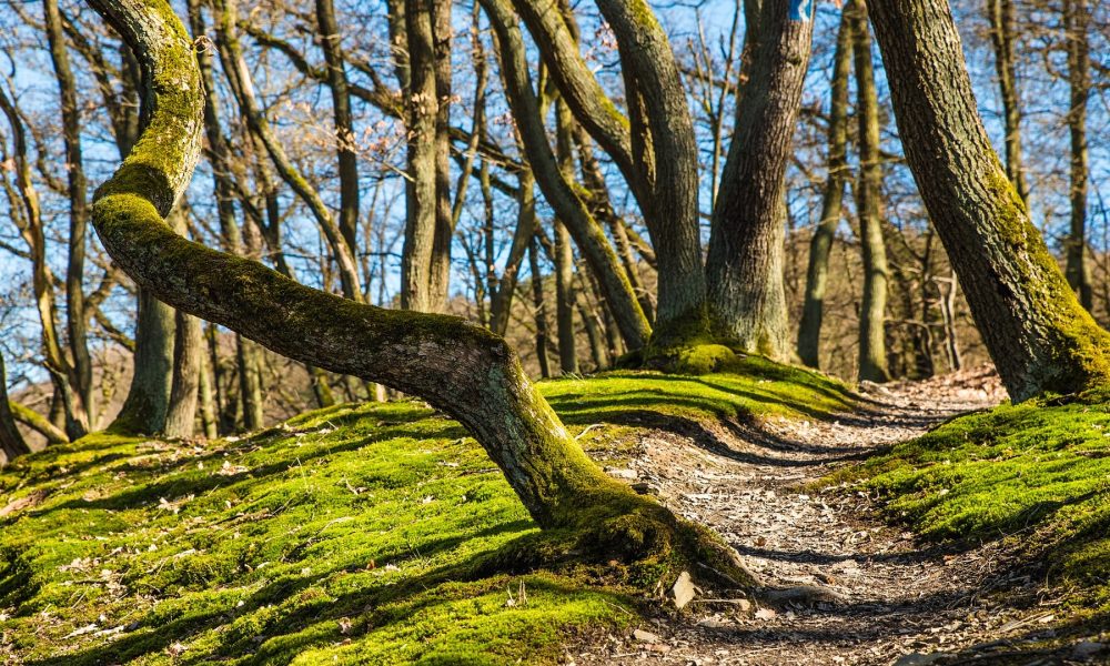 publicada en el doga la resolución de ayudas para acciones silvícolas