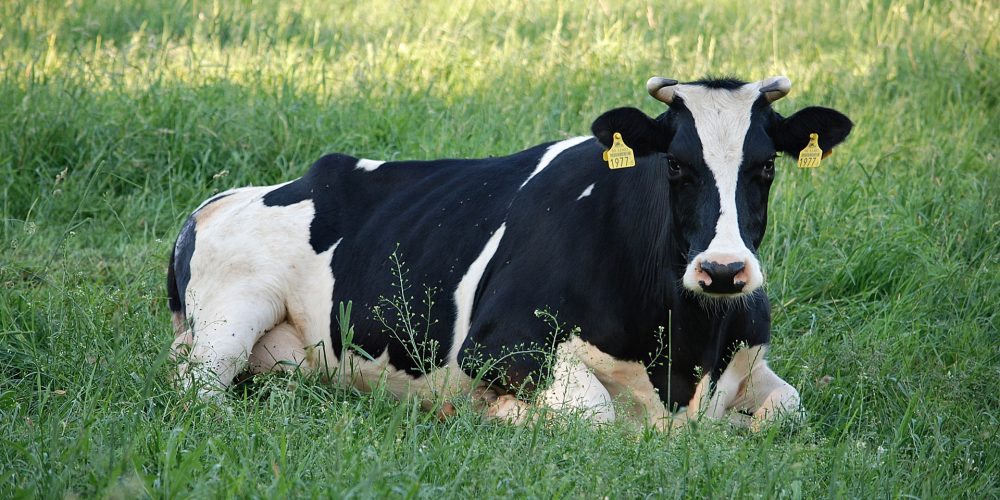 Publicados los datos sobre el rendimiento lechero en España