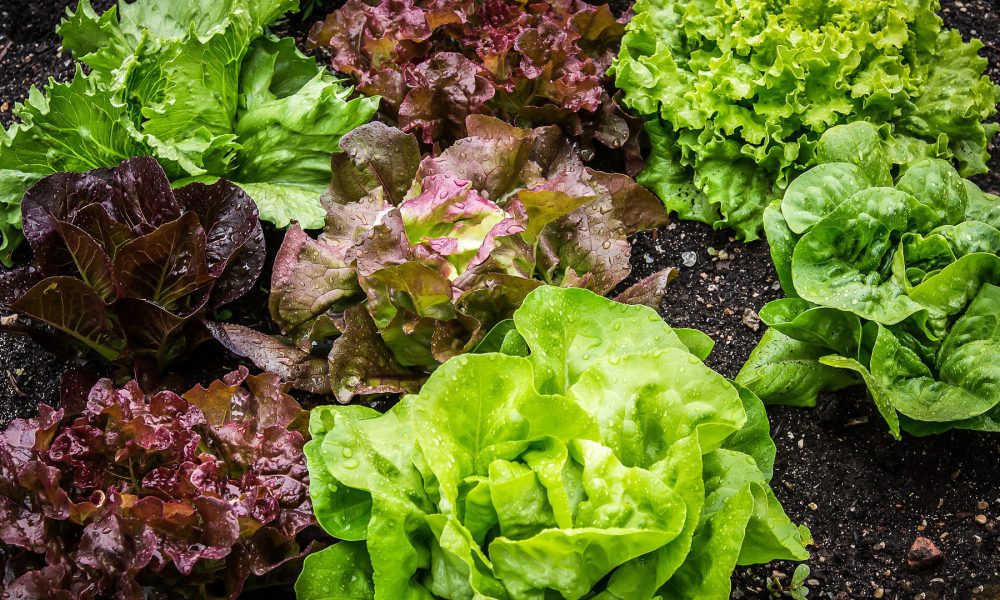 quercetina antioxidante presente en la lechuga