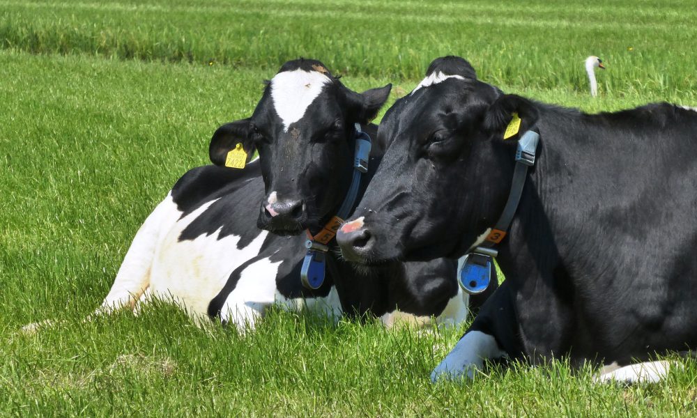 quizas-no-sabias-esto-sobre-las-vacas-1920