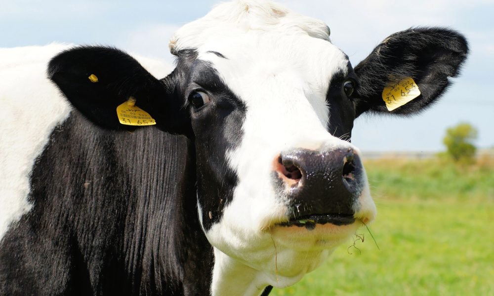 recomendaciones-para-mejorar-la-gestion-de-una-ganaderia-de-vacuno-de-leche-1920