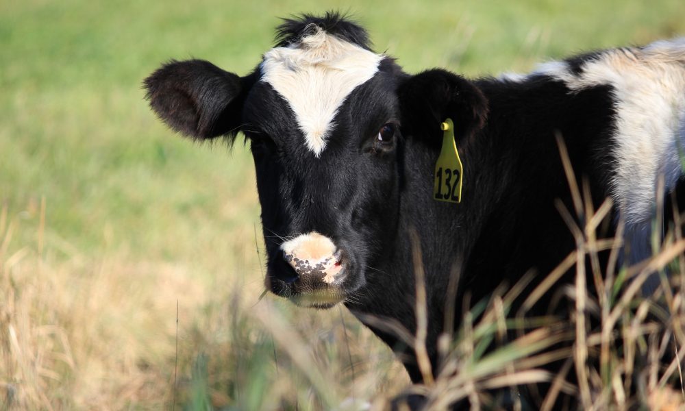 reducciones-fiscales-agricultores-ganaderos-1920