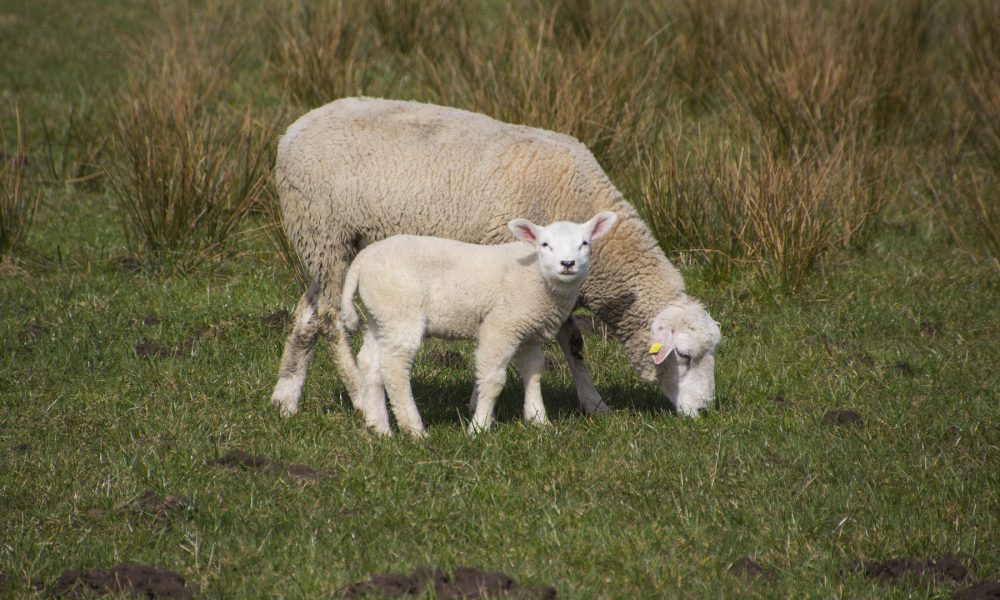 reducciones-para-la-declaracion-de-la-renta-2017-de-agricultores-y-ganaderos-1920