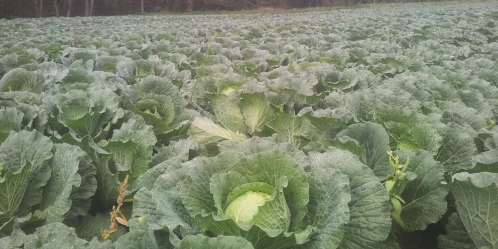Repollo, fuente de vitaminas y minerales
