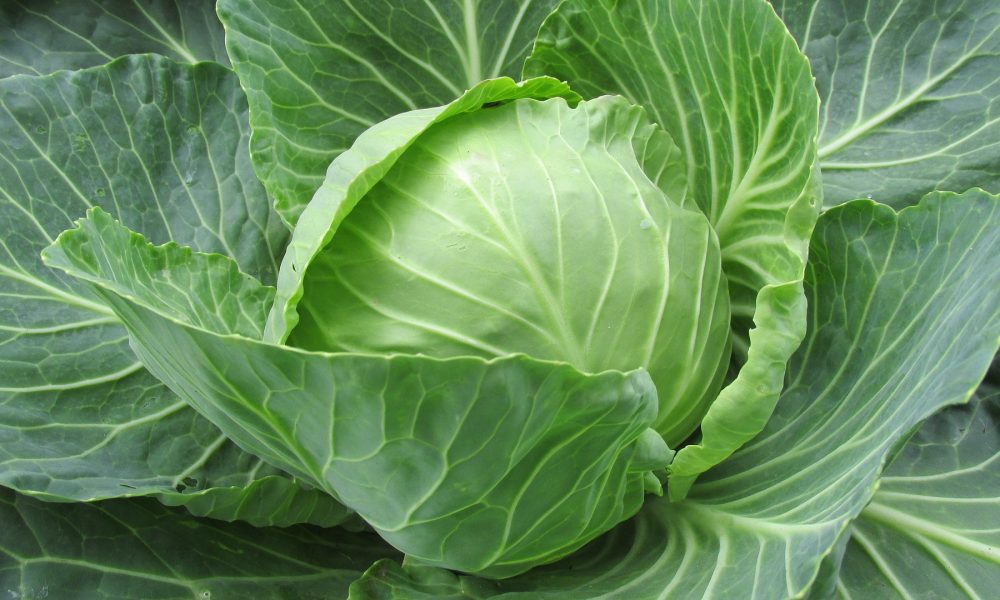 repollo una de las mejores verduras de la temporada otoño invierno