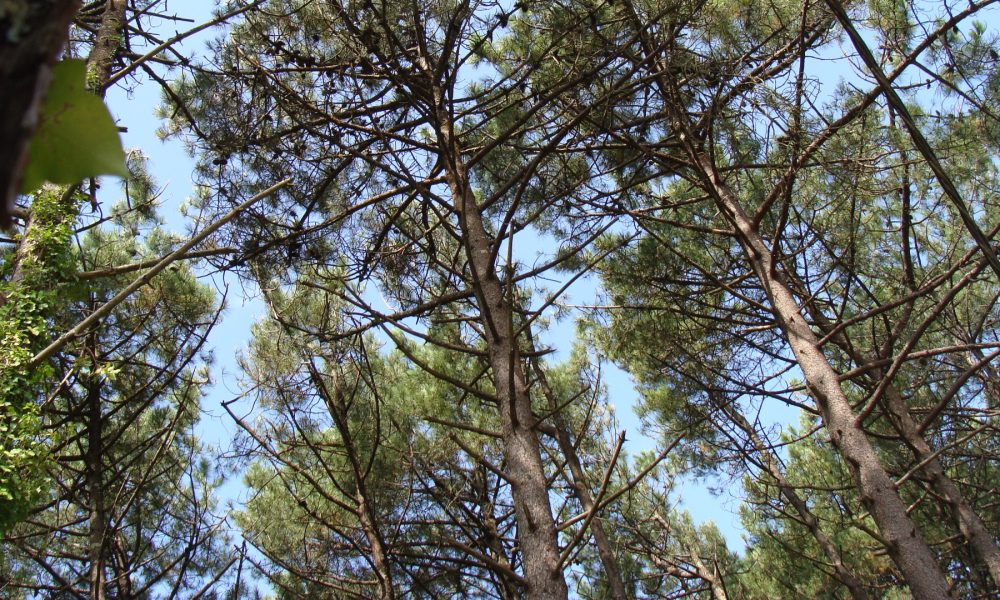 un-repaso-a-los-principales-datos-del-sector-forestal-1920