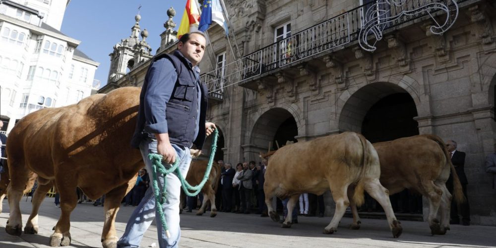 Desfile de ganado en San Froilán