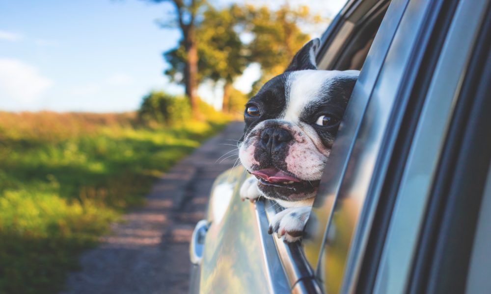 Aunque no lo creas el tintado de lunas del coche es perfecto para tu perro.1920