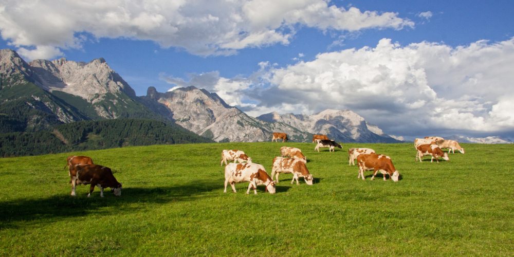 Para el 2018 la leche de pastoreo