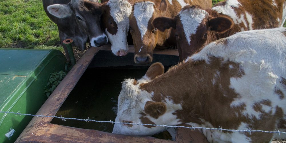 Beneficiarios de las ayudas para el suministro de agua a las ganaderías