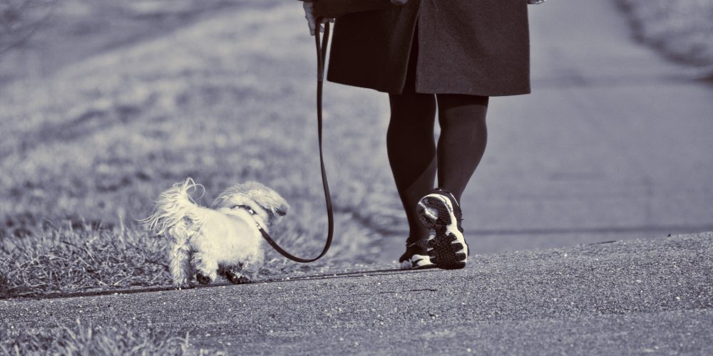 Los perros y su sexto sentido
