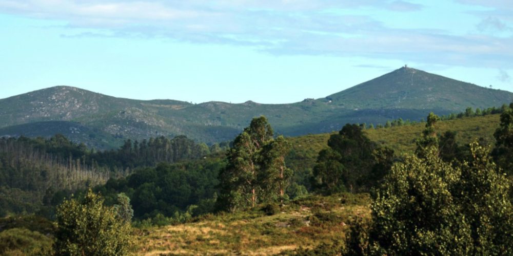 A partir del 2020 será obligatorio tener planes de ordenación en el monte gallego
