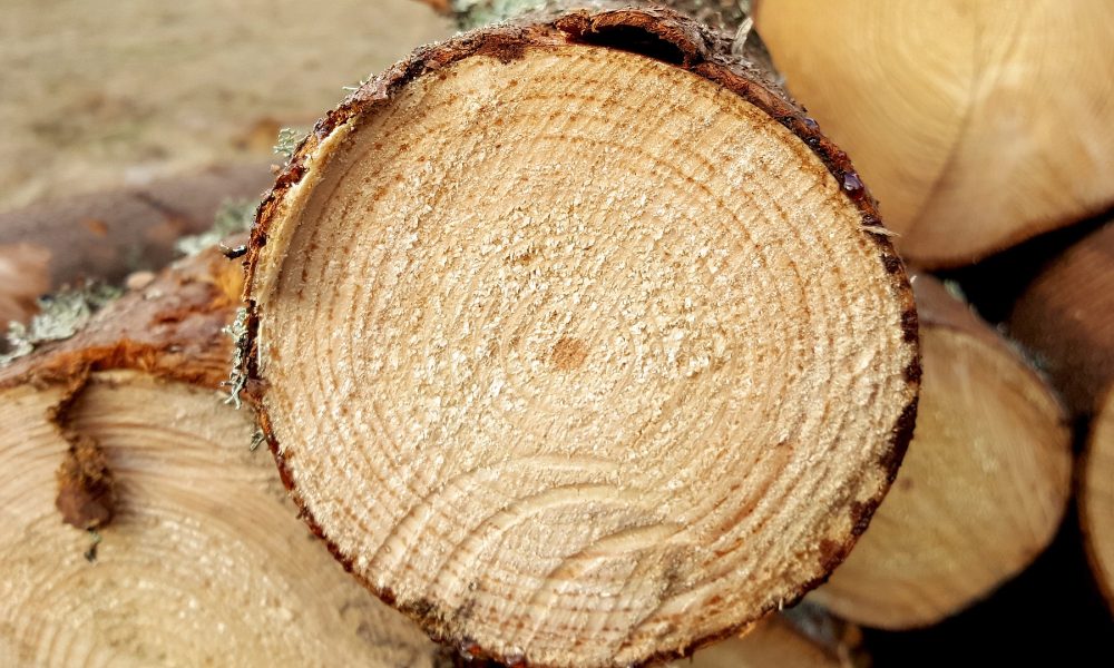 en marcha la agencia gallega de la industria forestal para impulsar la innovación y el empleo en el sector