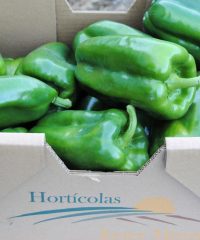 Hortícolas Javier Miranda