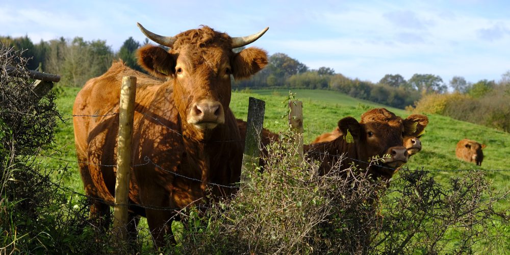 15 millones de euros para ayudas destinadas a ganaderos en zonas con limitaciones naturales