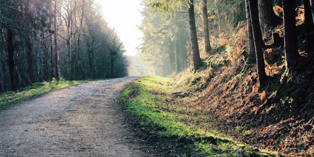 200 millones de euros para el sector forestal gallego