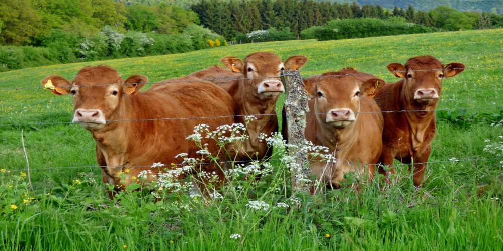 380.000 euros para apoyar a los criadores de raza Rubia Gallega