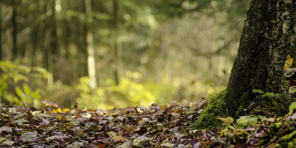 67 cursos gratuitos del Mapama para el sector ganadero, agrario y forestal