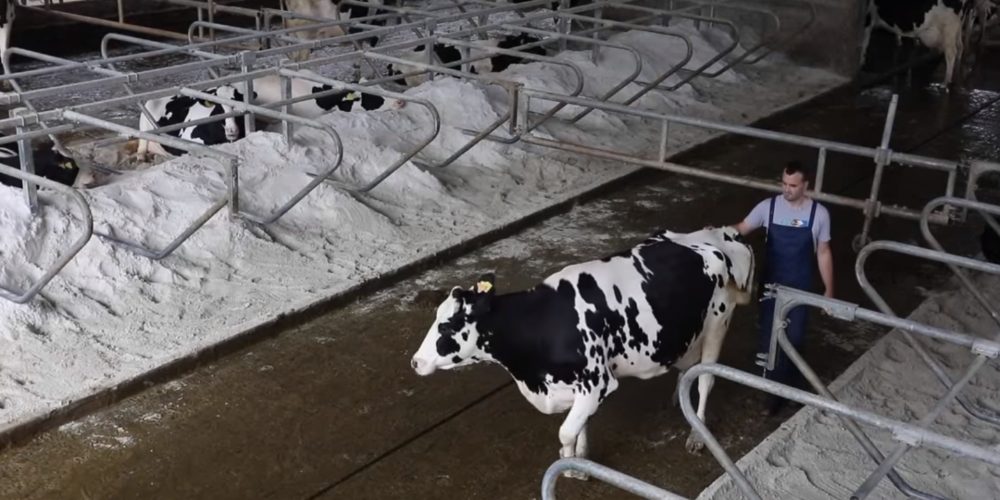 Amodiño, ó ritmo da vaca