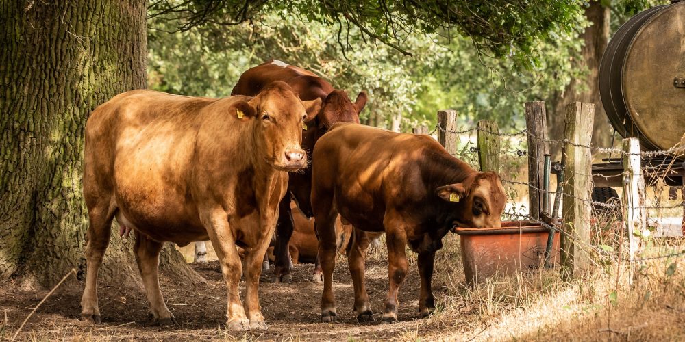 Ayudas de la Xunta para la contratación de seguros agrarios y ganaderos