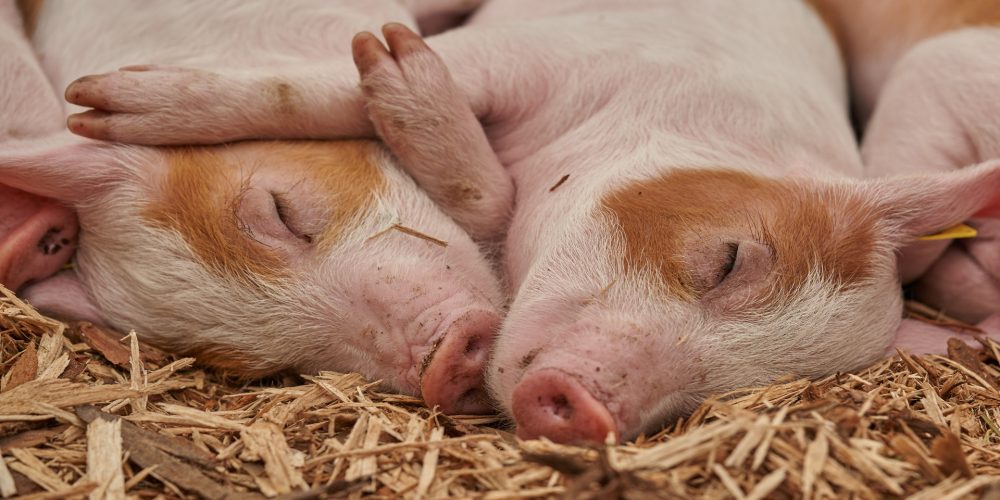 Ayudas para el asesoramiento de las explotaciones agrícolas y ganaderas