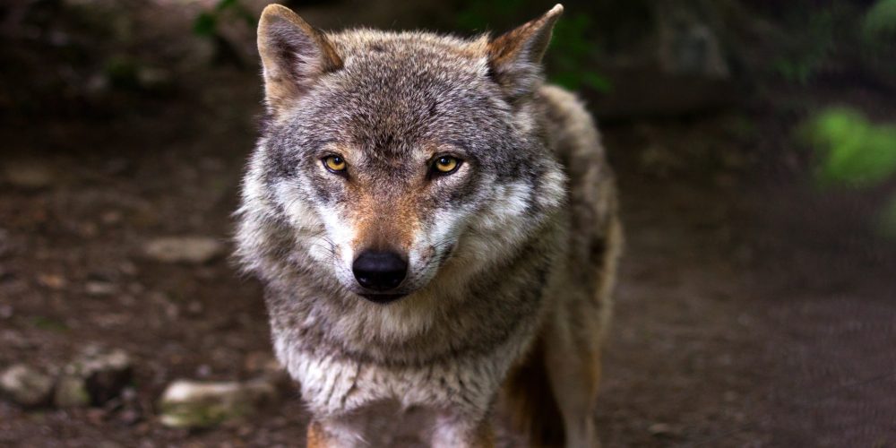 Ayudas para prevenir los daños provocados por el lobo y el jabalí