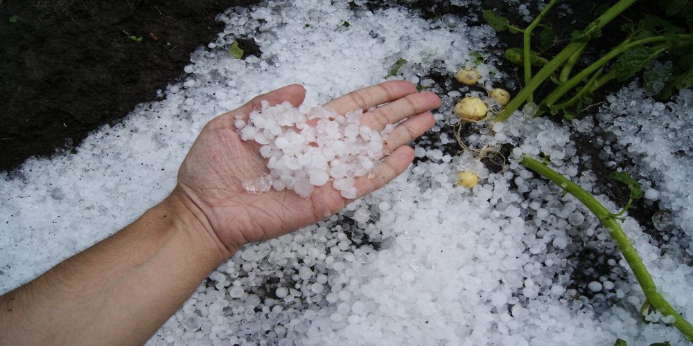 Ayudas para productores de uva, castaña y patatas afectadas por las heladas y el granizo