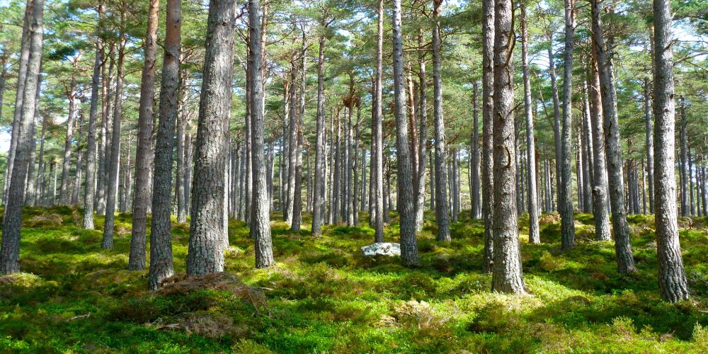 Bases del II premio al Proyecto Innovador Forestal 2018
