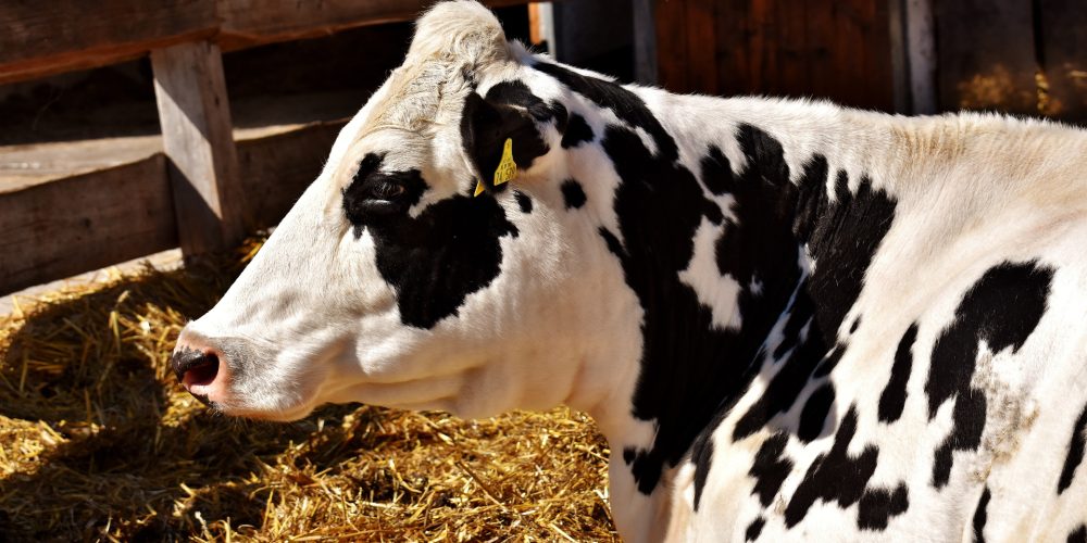 ¿Cómo mover una vaca cuando ella no quiere?
