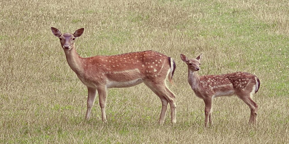 El Seprona  denuncia a un vecino de Láncara
