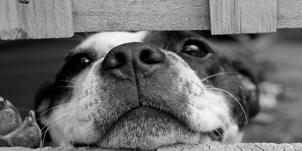 El dolor por la pérdida de una mascota puede ser tan duro como el luto por las personas