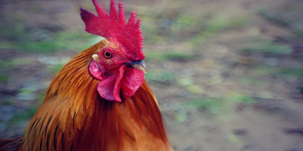 El gallo de corral gallego triunfa donde va