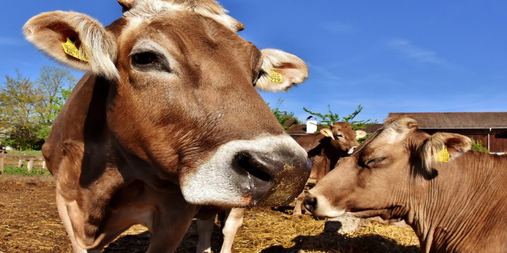 En 2019 el uso de antibióticos en vacuno de leche tendrán cambios